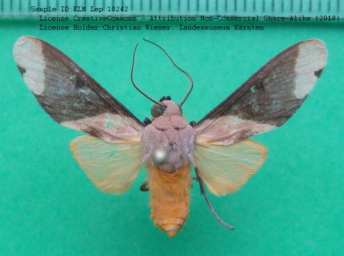Phaeomolis tavakilinani