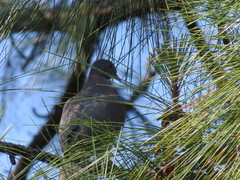 Patagioenas