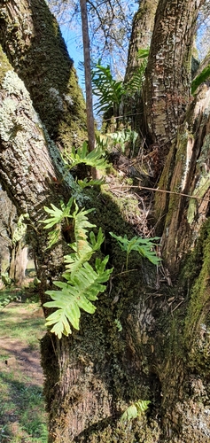 Polypodium cambricum image