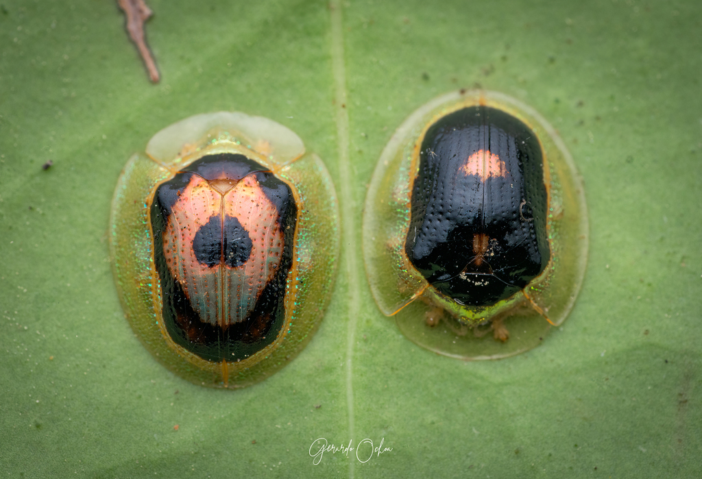Tapinaspis wesmaeli