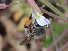 Anthophora dispar