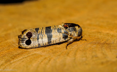 Biocellata praeclara