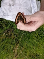 Precis ceryne ceryne