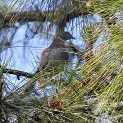 Patagioenas