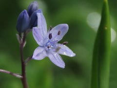 Scilla monophyllos