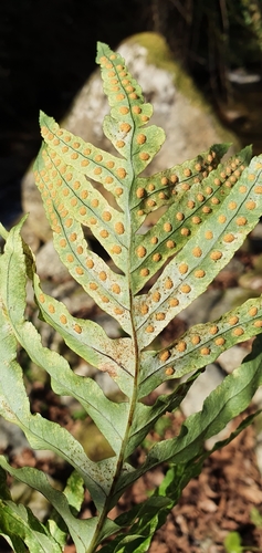 Polypodiaceae image