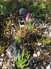 Phemeranthus calcaricus