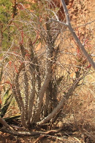 Euphorbia monteiroi subsp. ramosa image