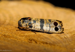 Biocellata praeclara