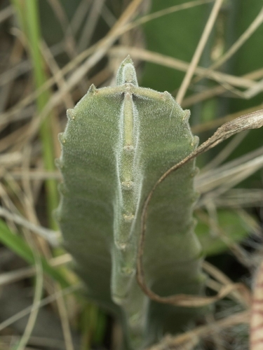 Ceropegia gigantea image