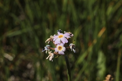Primula auriculata