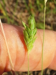 Phalaris caroliniana
