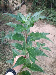 Acalypha pubiflora image