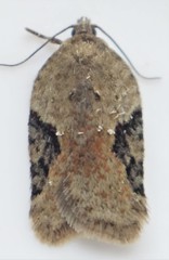 Acleris cornana