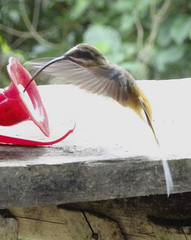 Phaethornis syrmatophorus