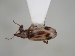Notoxus serratus