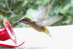 Phaethornis syrmatophorus