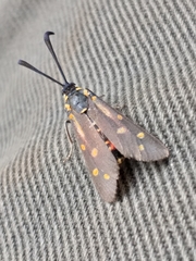 Neurosymploca concinna