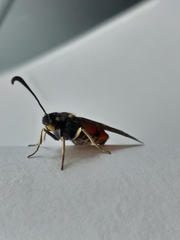 Neurosymploca concinna