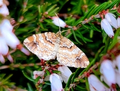 Enchoria lacteata