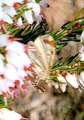 Enchoria lacteata