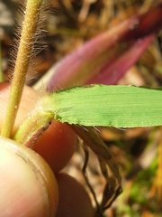 Dichanthelium lanuginosum