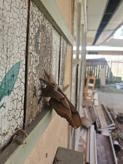 Antheraea polyphemus