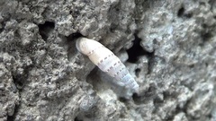 Papillifera papillaris