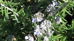 Anthophora dispar