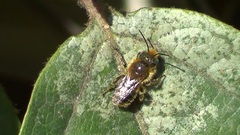 Osmia
