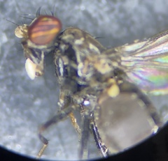 Aulacigaster mcalpinei