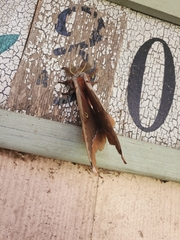 Antheraea polyphemus