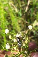 Megacyllene multiguttata