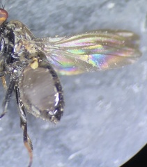 Aulacigaster mcalpinei