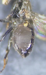 Aulacigaster mcalpinei