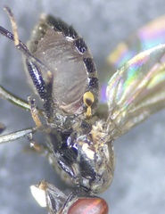 Aulacigaster mcalpinei