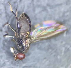 Aulacigaster mcalpinei