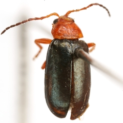 Hemiphrynus intermedius