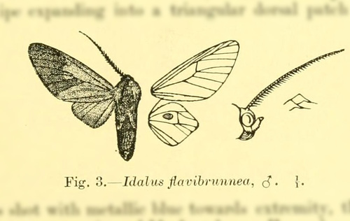 Idalus flavibrunnea