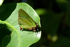 Cyanophrys
