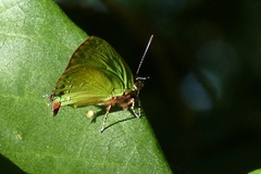 Cyanophrys