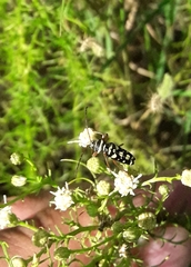 Megacyllene multiguttata