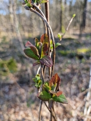 Lonicera periclymenum