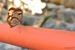 Greta morgane morgane