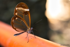 Greta morgane morgane