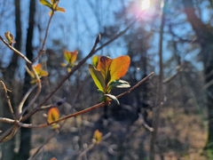 Lonicera periclymenum