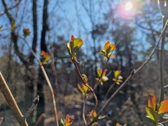 Lonicera periclymenum