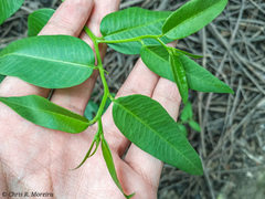Vallesia