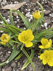 Eranthis