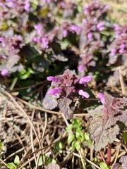 Lamium purpureum